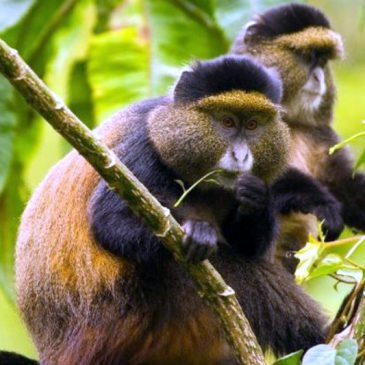 MGAHINGA GORILLA NATIONAL PARK