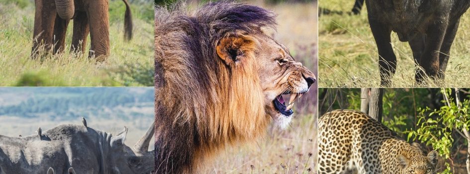 The Big Five of Serengeti National Park