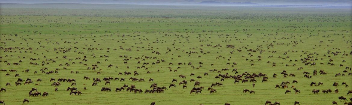 How Much Does it Cost To Enter Serengeti National Park